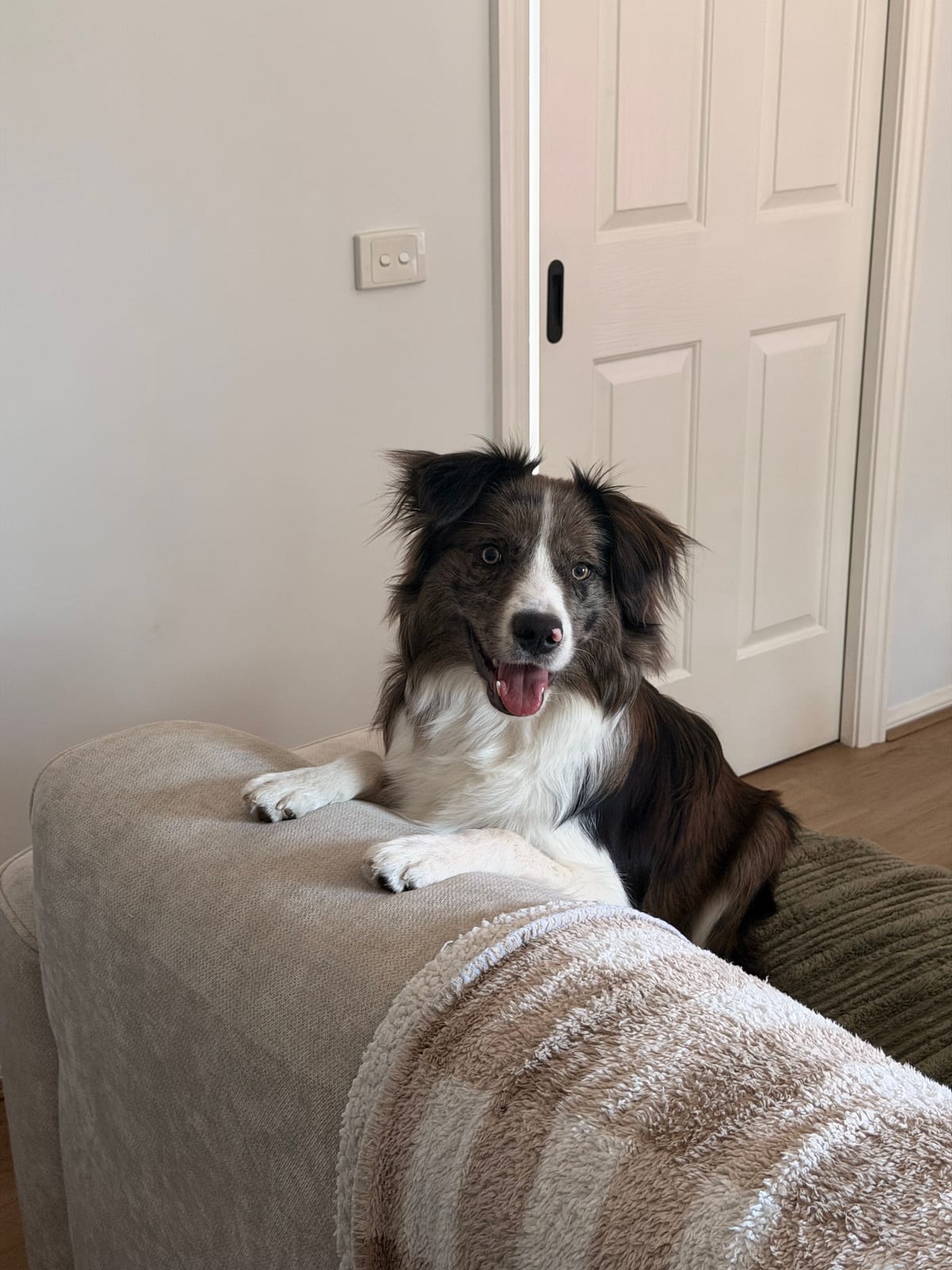 Remi looking at the camera, resting his paws on the sofa